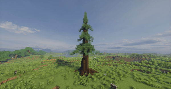 Decorative Pine